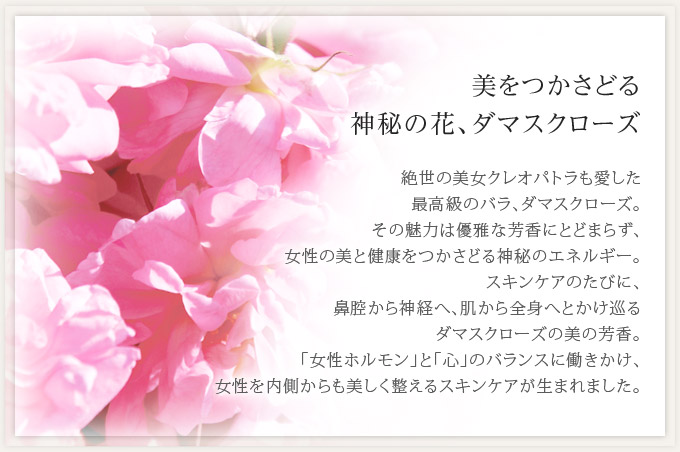 美をつかさどる神秘の花、ダマスクローズ