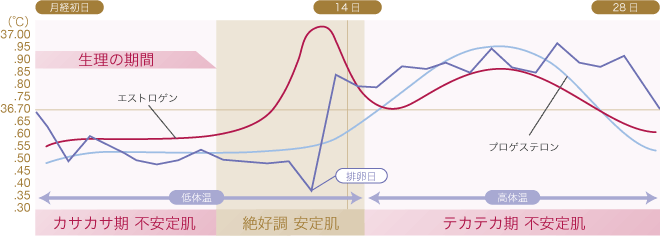 生理の周期と、ホルモンの変化・肌の状態の関係